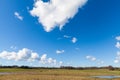 Horses on Green Grassy Field under Bright Blue Sky Royalty Free Stock Photo