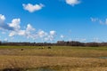 Horses on Green Grassy Field under Bright Blue Sky Royalty Free Stock Photo