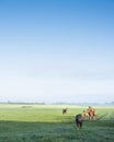 horses in green grassy meadow and distant farm in holland under blue sky on summer morning Royalty Free Stock Photo