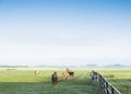 horses in green grassy meadow and distant farm in holland under blue sky on summer morning Royalty Free Stock Photo