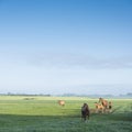 horses in green grassy meadow and distant farm in holland under blue sky on summer morning Royalty Free Stock Photo