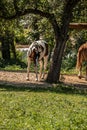 Horses on the green meadow