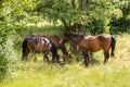 Horses on the green meadow