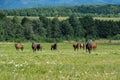 horses on a green meadow free, summer, sun