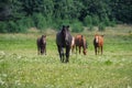 horses on a green meadow free, summer, sun