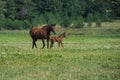 horses on a green meadow free, summer, sun