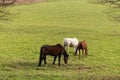 Horses on green meadow in spring. Horse herd on the pasture Royalty Free Stock Photo