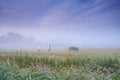 Horses, group and field at farm, grass and mist for grazing, eating or freedom together in morning. Horse farming Royalty Free Stock Photo