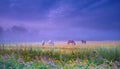 Horses, group and field in mist, farm and nature for grazing, eating and freedom together in morning. Horse farming Royalty Free Stock Photo