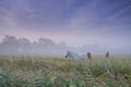 Horses, group and field in nature, farm and mist for grazing, eating and freedom together in morning. Horse farming Royalty Free Stock Photo