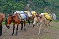 Horses with hard burden. Nepal Royalty Free Stock Photo