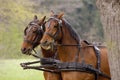 Horses with harness Royalty Free Stock Photo