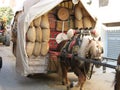 Horses in harness.