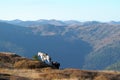 Horses in harness in the mountains with blue sky Royalty Free Stock Photo