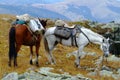 Horses in harness in the mountains with blue sky Royalty Free Stock Photo