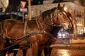 Horses in harness for ride in in european city street. Christmas time, winter holiday fair in historical city street. Excursions Royalty Free Stock Photo