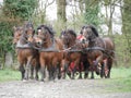 Horses in Harness Teamwork Royalty Free Stock Photo