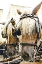Horses in the harness Royalty Free Stock Photo