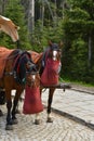 Horses harnessed in cart feeding