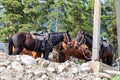 Horses harnessed with saddles standing at the post Royalty Free Stock Photo
