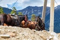 Horses harnessed with saddles standing at the post Royalty Free Stock Photo