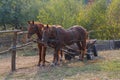 Horses harnessed to a cart on the farm
