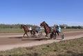 horses harnessed to a cart with a rider run at the racetrack for sports competitions in horse