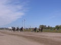 horses harnessed to a cart with a rider run at the racetrack for sports competitions in horse