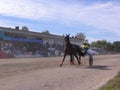 horses harnessed to a cart with a rider run at the racetrack for sports competitions in horse