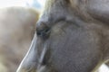 Horses head close up of eye that is closed Royalty Free Stock Photo