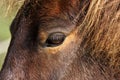 Horses head closeup Royalty Free Stock Photo