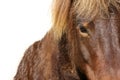 Horses head closeup Royalty Free Stock Photo