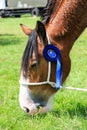 A horses head with rosette