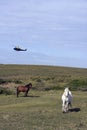 Horses and helicopter Royalty Free Stock Photo