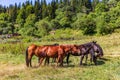 Horses herd Dabadzveli landscape Borjomi Samtskhe Javakheti Georgia Europe landmark