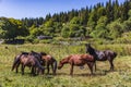 Horses herd Dabadzveli landscape Borjomi Samtskhe Javakheti Georgia Europe landmark