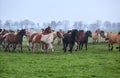 Horses herd on misty pasture Royalty Free Stock Photo