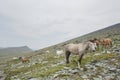 Horses herd, mountain Altai landscape