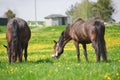 Horses in herd on pasture with green grass and dandelions in spring