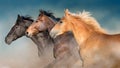 Horses herd portrait in motion Royalty Free Stock Photo
