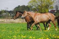 Horses in herd running on pasture Royalty Free Stock Photo