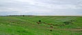 Nature field summer green landscape meadow farm grass pasture animal horse horses rural beautiful brown ranch stallion outdoor