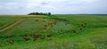 Nature field summer green landscape meadow farm grass pasture animal horse horses rural beautiful brown ranch stallion outdoor Royalty Free Stock Photo