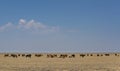 Horses Herd Steppe Kazakhstan Royalty Free Stock Photo