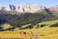 Horses at high mountains meadow Royalty Free Stock Photo