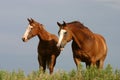 Horses on Hill