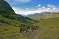 Horses in the hills of Patagonia near el chalten