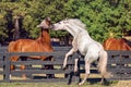 Horses in Hilton Head Island Royalty Free Stock Photo