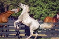 Horses in Hilton Head Island Royalty Free Stock Photo