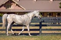 Horses in Hilton Head Island Royalty Free Stock Photo